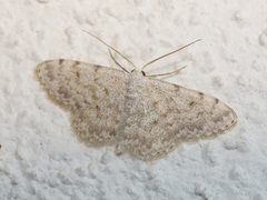 Scopula alba