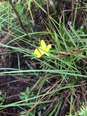 Oenothera berlandieri