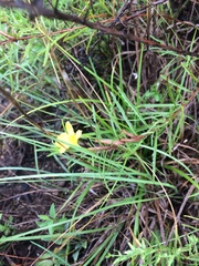 Oenothera berlandieri