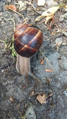 Helix lucorum