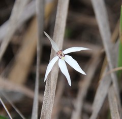 Caladenia saccharata