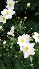 Eriocapitella × hybrida