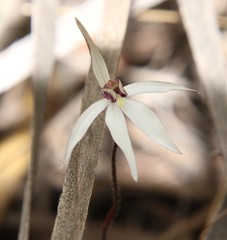 Caladenia saccharata