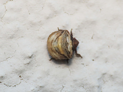 Vilpianus galii