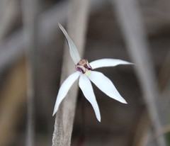 Caladenia saccharata