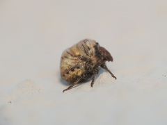 Vilpianus galii