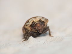 Vilpianus galii