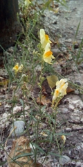 Linaria vulgaris