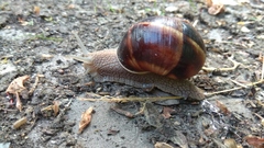 Helix lucorum
