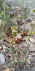 Linaria vulgaris
