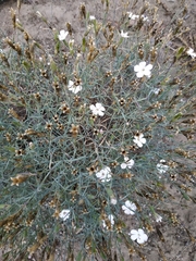Dianthus ramosissimus