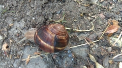 Helix lucorum