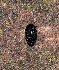 Chelonarium lecontei