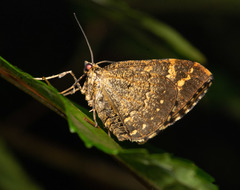 Sibatania arizana arizana