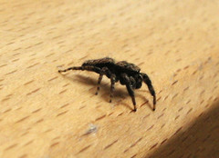 Marpissa muscosa