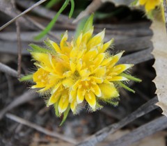 Conostylis juncea