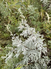 Artemisia messerschmidtiana