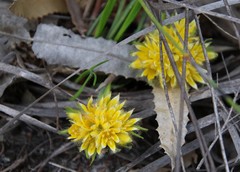 Conostylis juncea