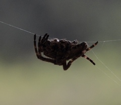 Araneus ventricosus