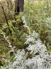 Artemisia messerschmidtiana