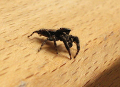 Marpissa muscosa