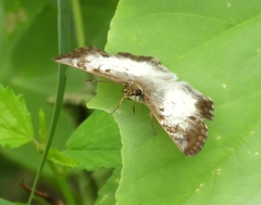 Antigonus emorsa