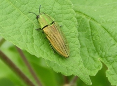 Agaeocera scintillans