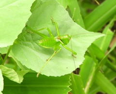 Neobarrettia sinaloae
