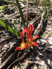 Babiana ringens australis