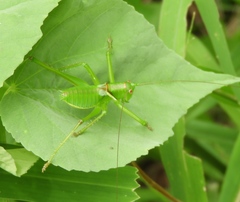 Neobarrettia sinaloae