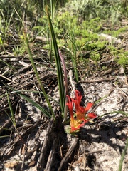 Babiana ringens australis
