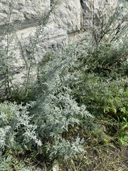 Artemisia messerschmidtiana