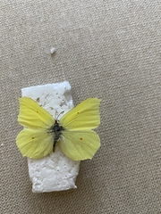 Gonepteryx rhamni