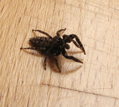 Marpissa muscosa