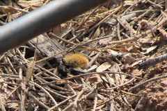 Dasymutilla magna