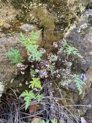 Aleuritopteris argentea