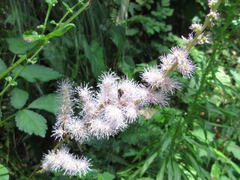 Astilbe rubra
