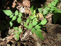 Rubus pungens oldhamii