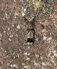 Ozotomerus japonicus