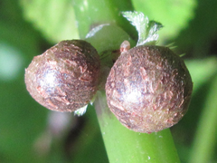Laportea bulbifera