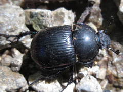 Phelotrupes auratus
