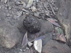 Papio ursinus ursinus