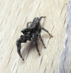 Marpissa muscosa