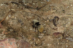 Dasymutilla magna