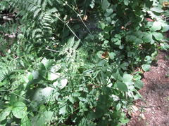 Sanicula chinensis