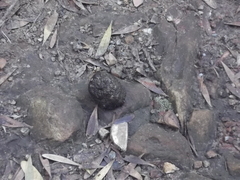 Papio ursinus ursinus