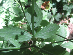 Sanicula chinensis