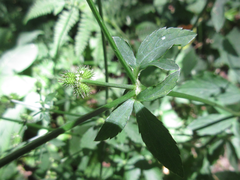 Sanicula chinensis