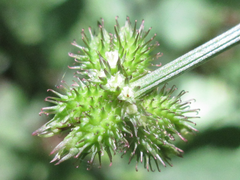 Sanicula chinensis