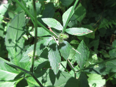 Sanicula chinensis